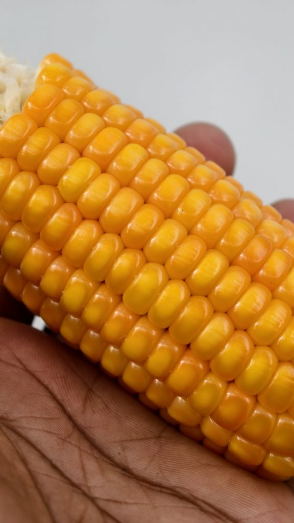 A close up shot shows a bright yellow ear of corn held in a person’s hand. The corn kernels are neatly arranged in rows. The skin on the hand is dark and shows fine lines. The background is a plain light grey color.