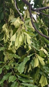 A close-up of a branch with light green wing-shaped seed pods (samaras) hanging among dark green leaves, with thick brown branches behind.