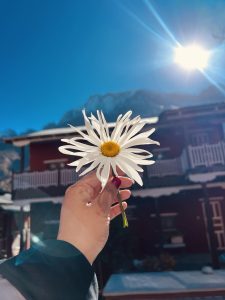 Hand holds a white daisy against a bright blue sky with sunlight.