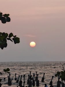 A serene sunset at Kozhikode Beach with a large orange sun sinking into the horizon, framed by dark leafy branches.