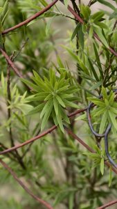 Bright green needle-like leaves grow in a star-shaped pattern on a thin branch, tangled with a rusty red wire fence and blurred greenery behind.