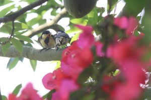 An adult Cinereous Tit feeds a spider to its baby on a branch, with pink flowers in front and green leaves behind.