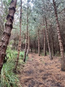 A peaceful pine forest with a leaf-covered path leading toward a majestic mountain, creating a serene and adventurous atmosphere.
