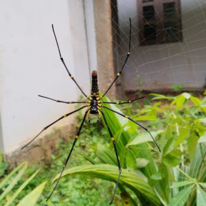 Close-up of a colorful spider with long legs resting on its web, with a blurred green background and concrete wall behind it.