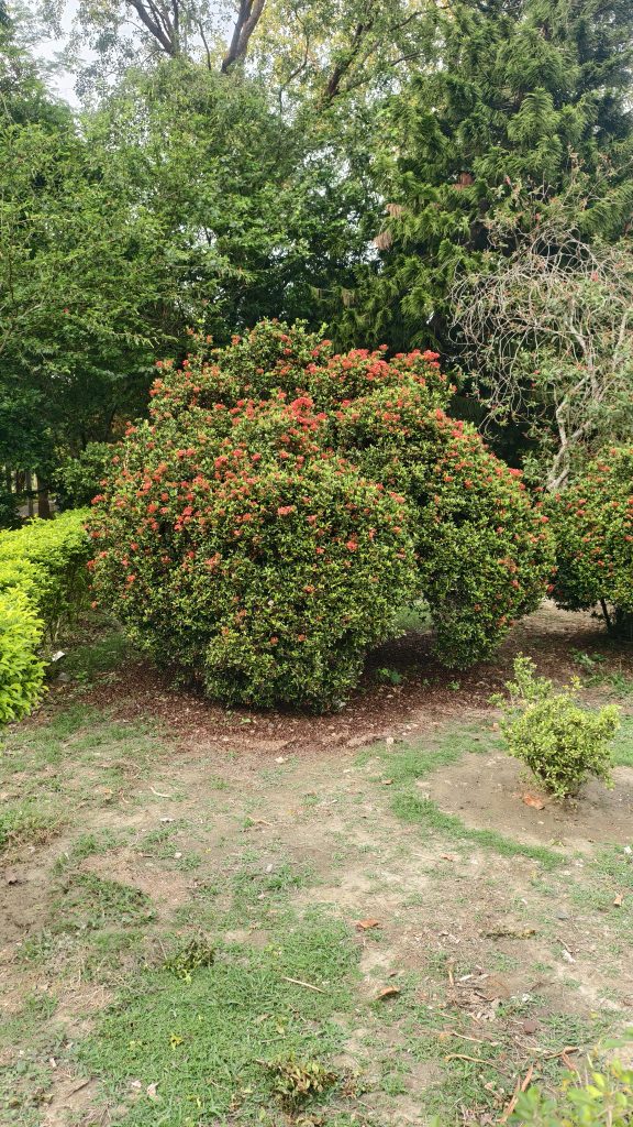 A large round green bush covered with small red flowers stands in a garden, surrounded by grass and trees.