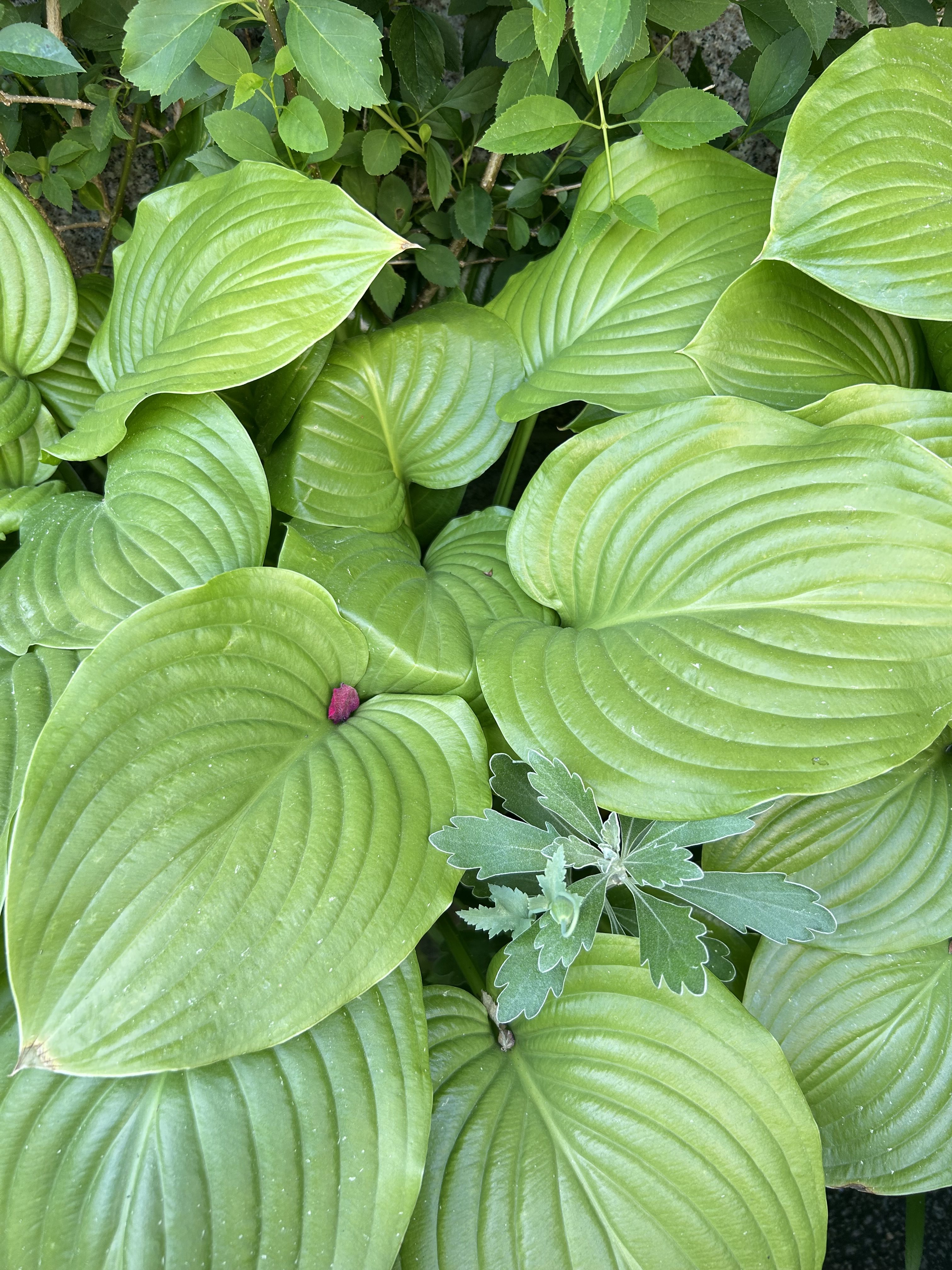The image showcases a lush arrangement of vibrant green leaves, primarily featuring large, broad hosta leaves that have a distinct ribbed texture, showcasing smooth surfaces and subtle ridges.