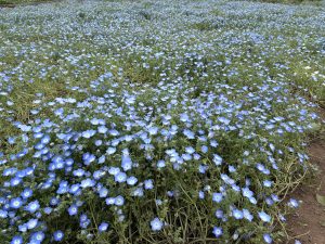 A wide field of pale blue Nemophila flowers in full bloom at Tomita Satomura Park.