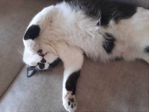 A close-up of a black and white cat sleeping upside down on a gray sofa while covering its face with a paw. It focuses on its fluffy white belly, distinct black spots on its fur and a small glimpse of its mouth and teeth as it rests. The background consists of the smooth gray fabric of the couch cushions