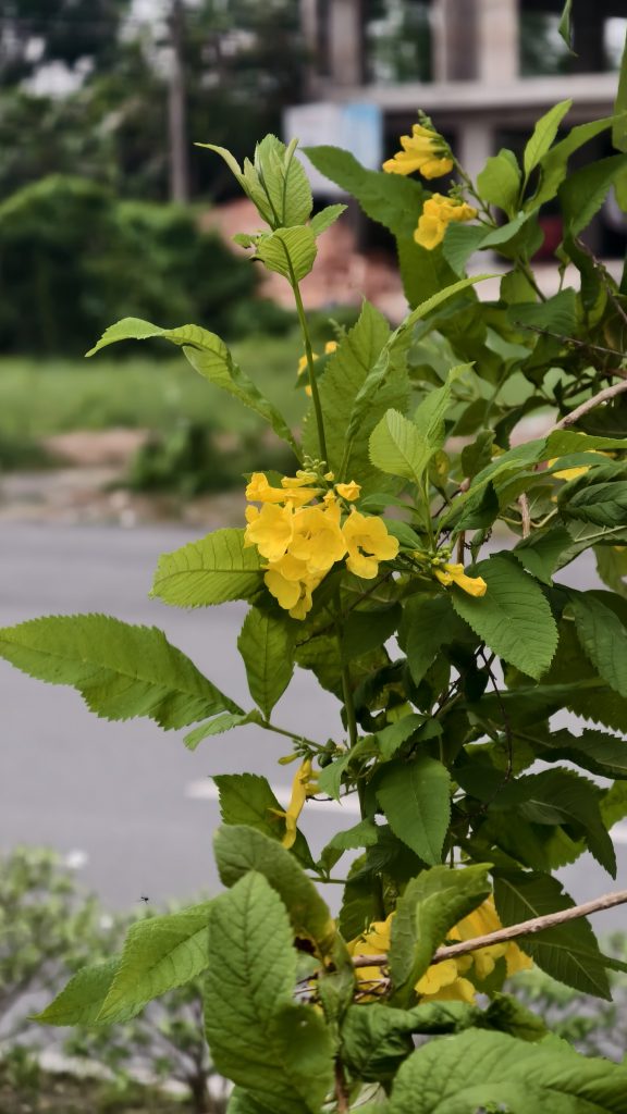 A cluster of bright yellow bell-shaped flowers on a green bush, with a blurred road and building in the background under a cloudy sky.