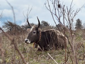 A fluffy brown yak with large curved horns lies calmly among dry grass and slender branches under a cloudy sky