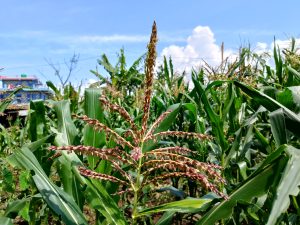 Close-up of a cornfield under a clear blue sky. Green corn plants with tassels swaying, buildings in the background. 