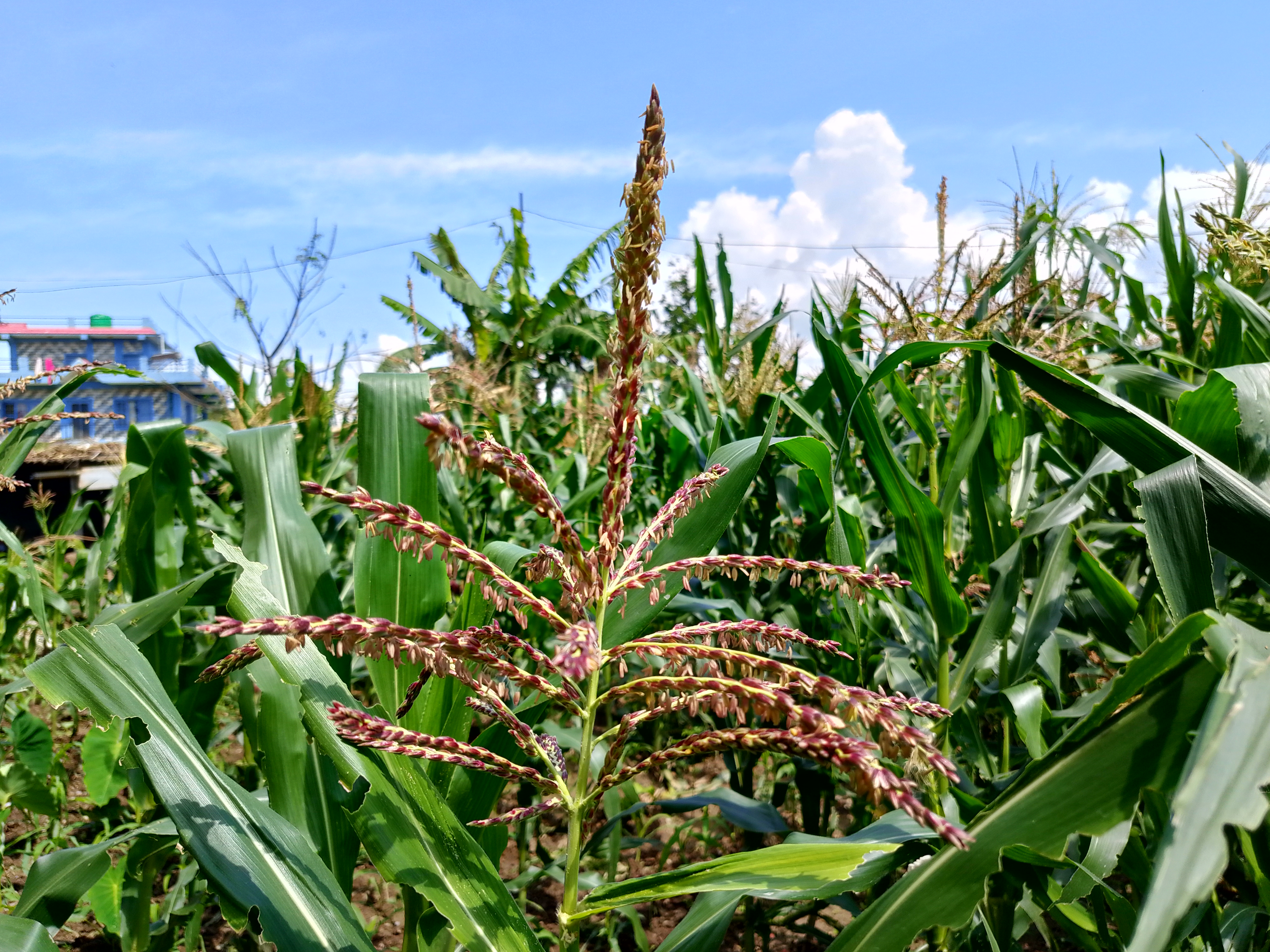 Close-up of a cornfield under a clear blue sky. Green corn plants with tassels swaying, buildings in the background.