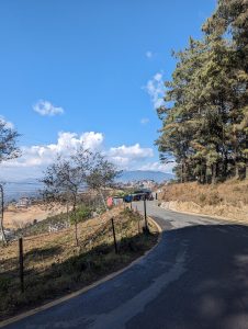 A winding road curves past tall pine trees on a clear, sunny day