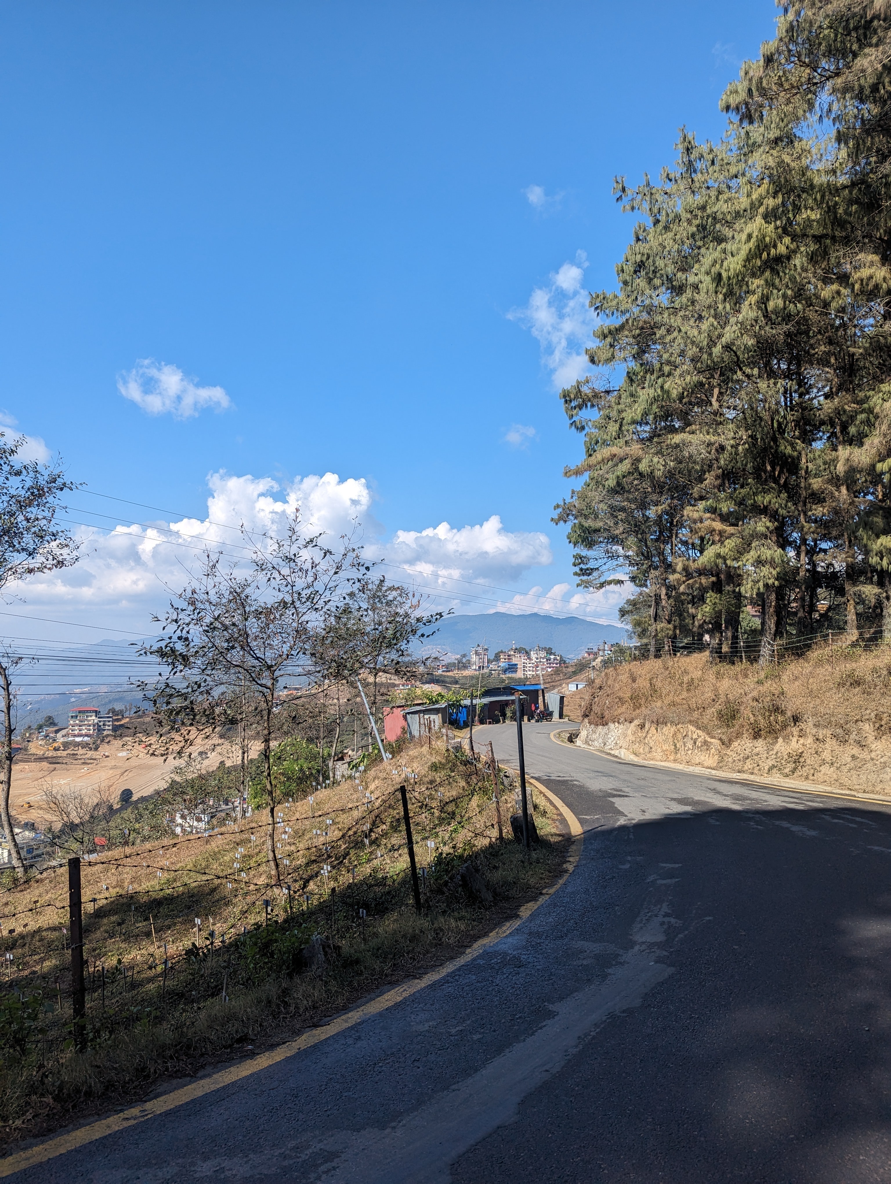 A winding road curves past tall pine trees on a clear, sunny day