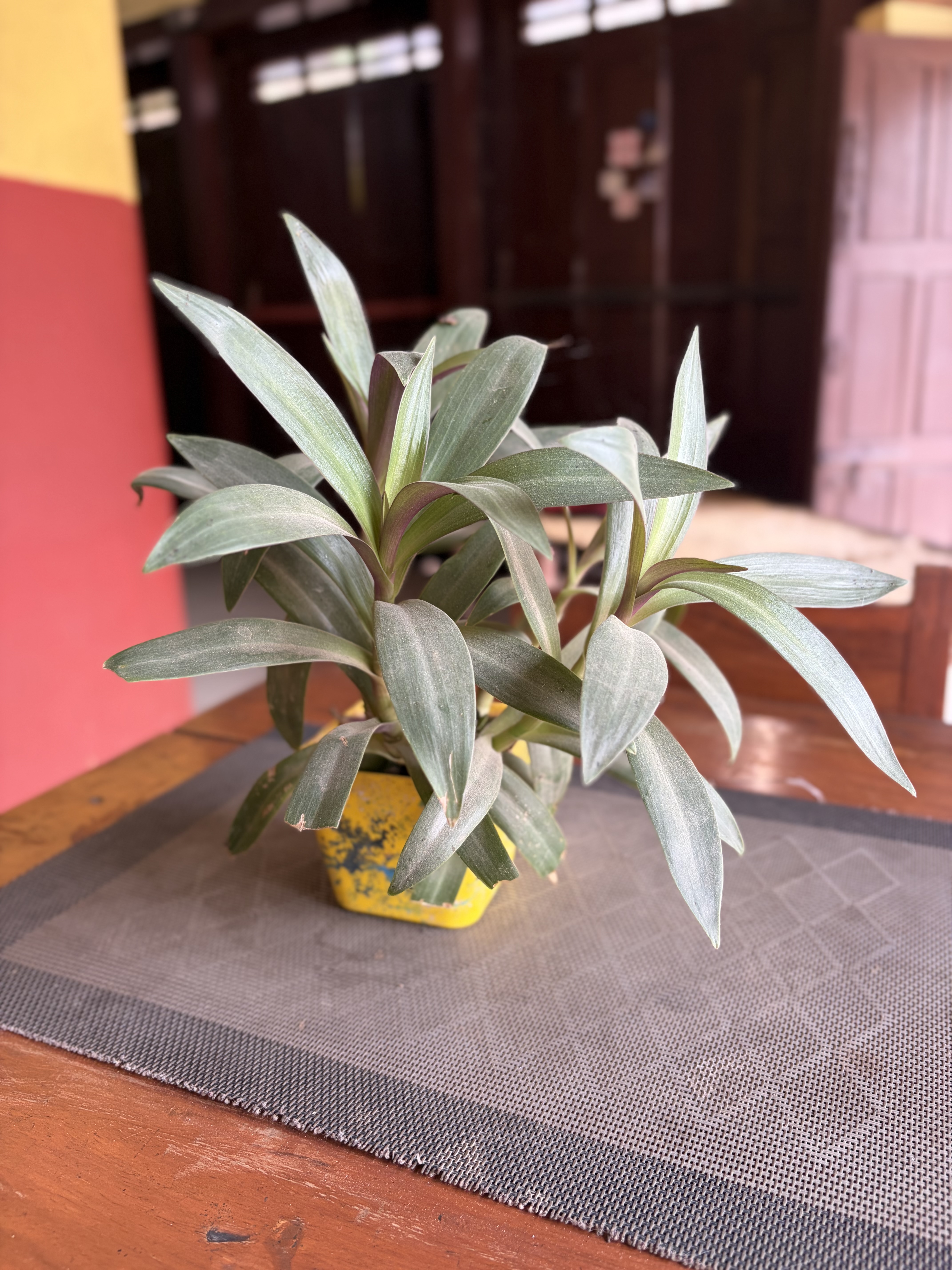 Potted plant with long green leaves in a yellow planter on a gray mat.
