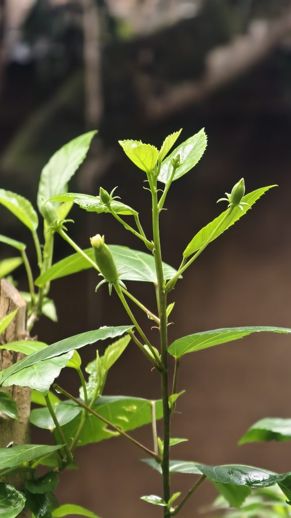 A vibrant, green plant with fresh leaves and small budding flowers.