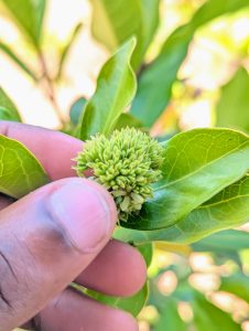 Hands holding a green flower 
