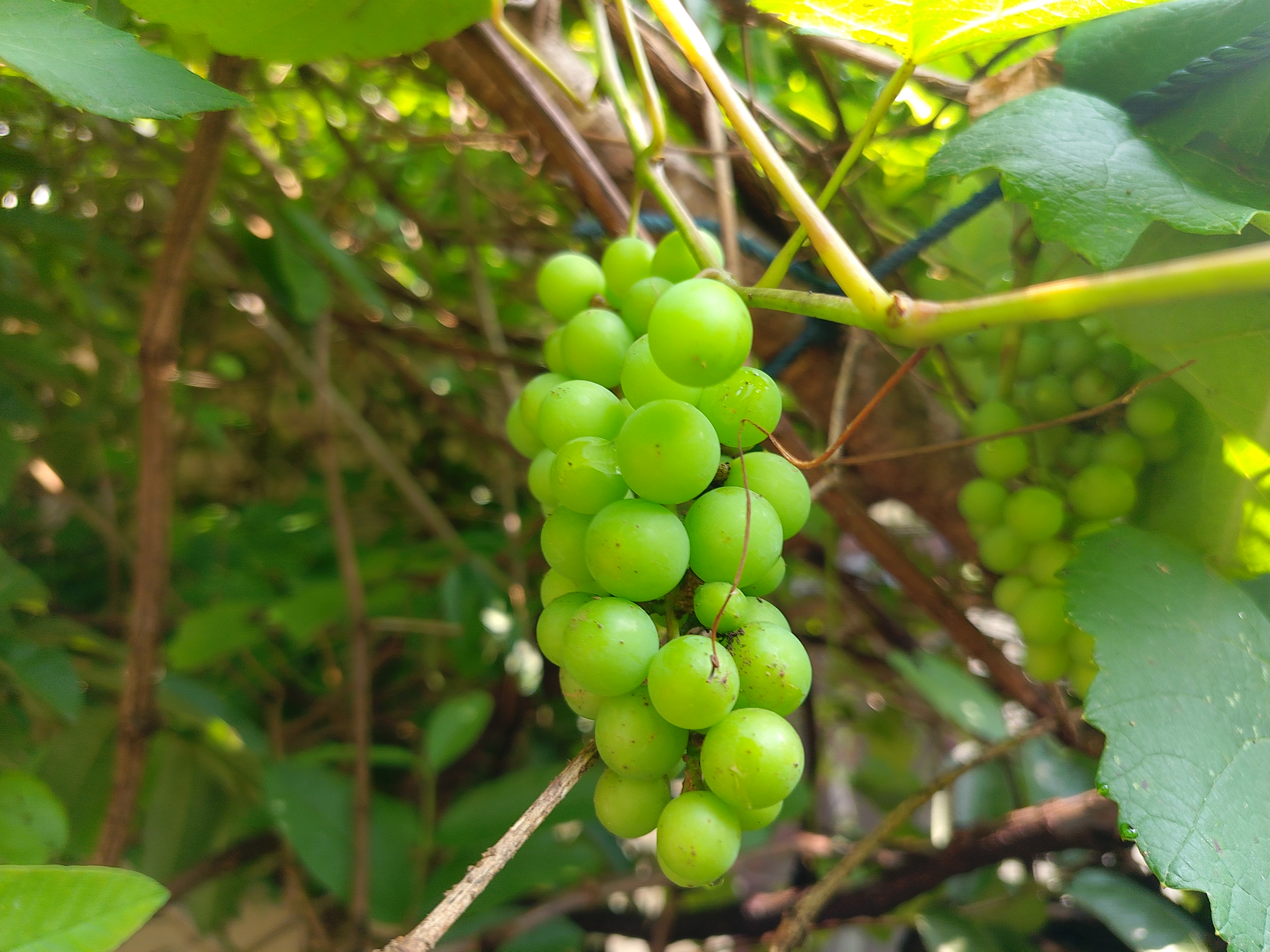 Cluster of vibrant green grapes hanging on a vine surrounded by lush green leaves, conveying a fresh and natural atmosphere.