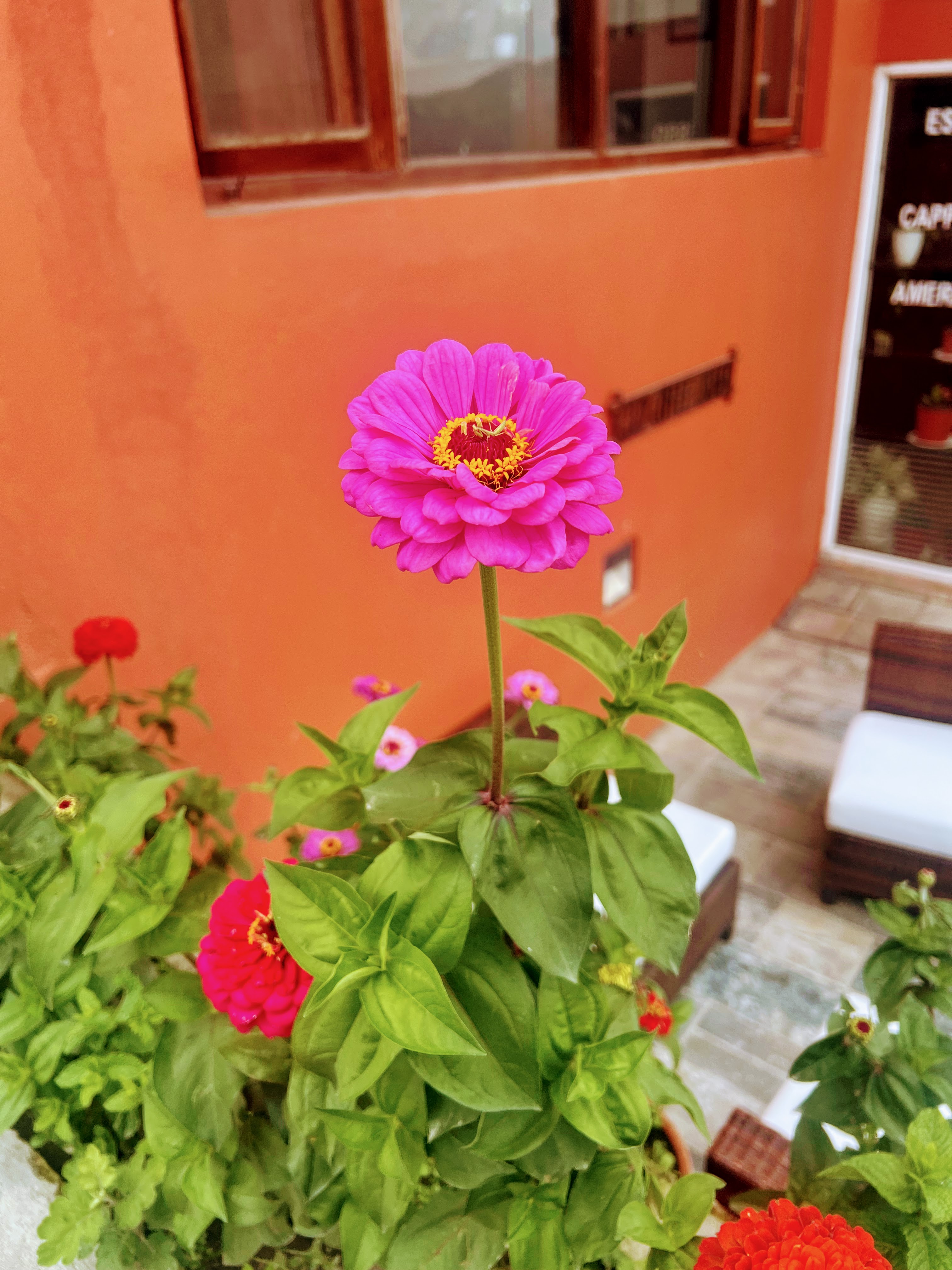 A bright pink zinnia flower blooming prominently on its stem in an outdoor garden area with an orange building backdrop.