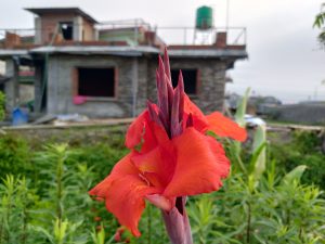 A vibrant red flower with pointed petals in the foreground, set against a partially constructed building and lush greenery.