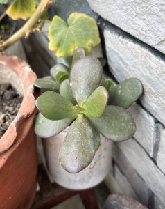 A jade plant with thick, oval green leaves in a light pot next to a terracotta pot.