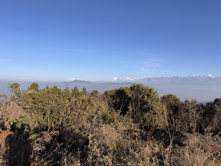 A wide, scenic view of a dense, green forest hilltop looking out toward a distant, snow-capped mountain range under a clear blue sky.