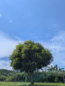 A lone tree with lush green leaves stands against a clear blue sky, surrounded by a grassy field.