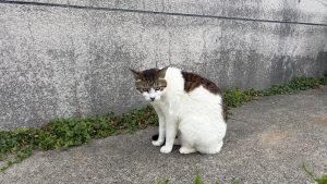 A cat shrugging its shoulders and glaring at the viewer