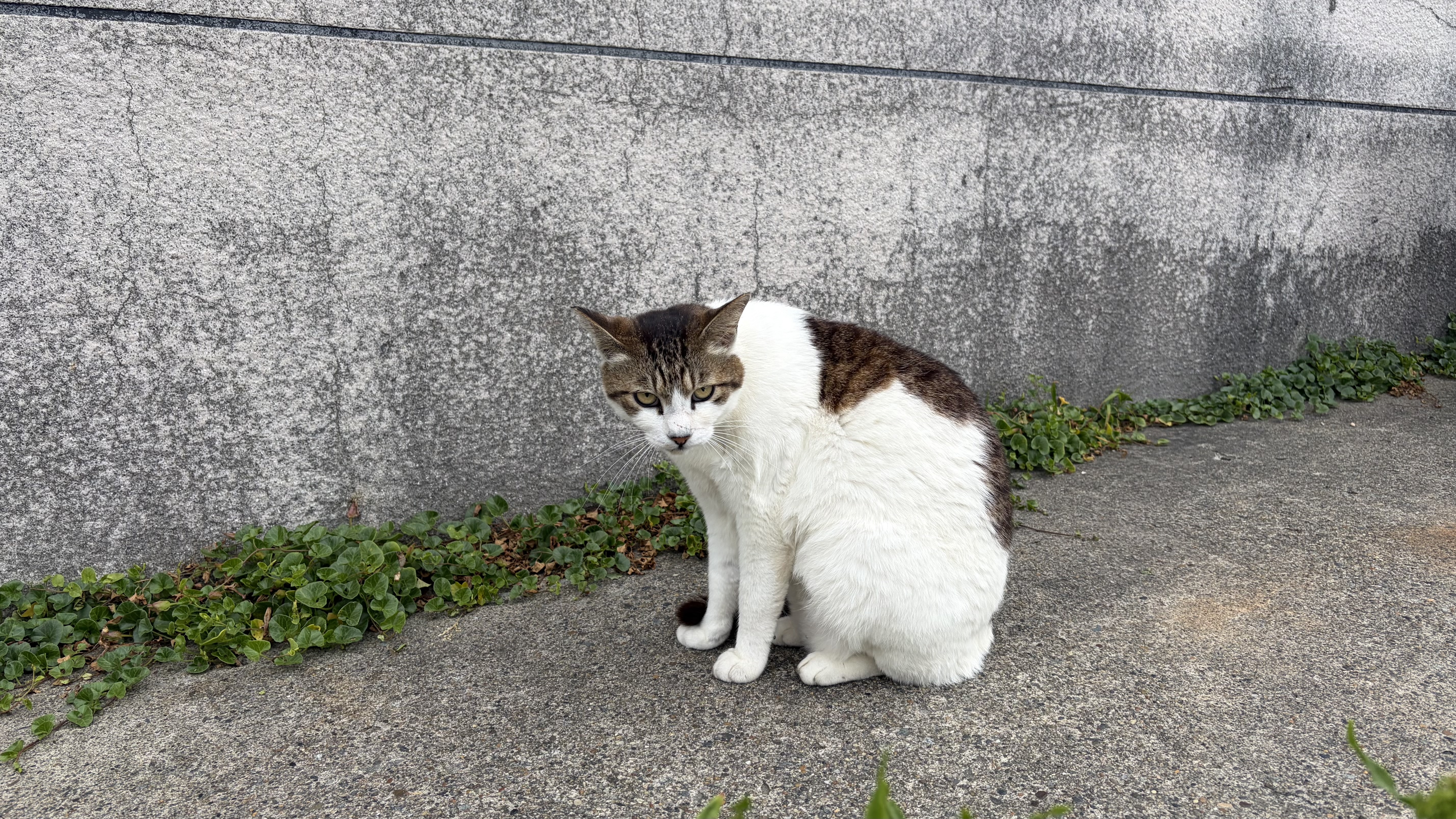 A cat shrugging its shoulders and glaring at the viewer