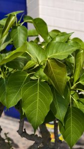 Close-up of a Bodhi tree with green heart-shaped leaves and a thick grey branch against a blurred blue background.