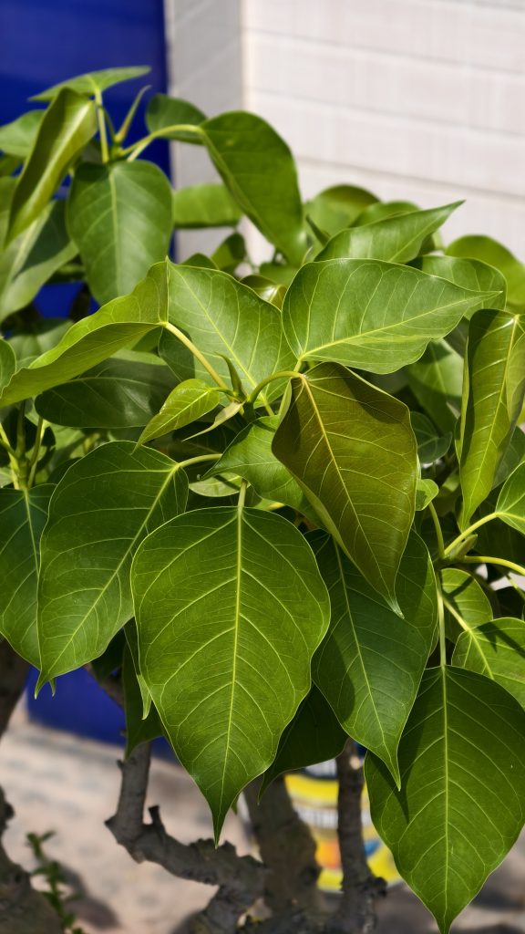 Close-up of a Bodhi tree with green heart-shaped leaves and a thick grey branch against a blurred blue background.