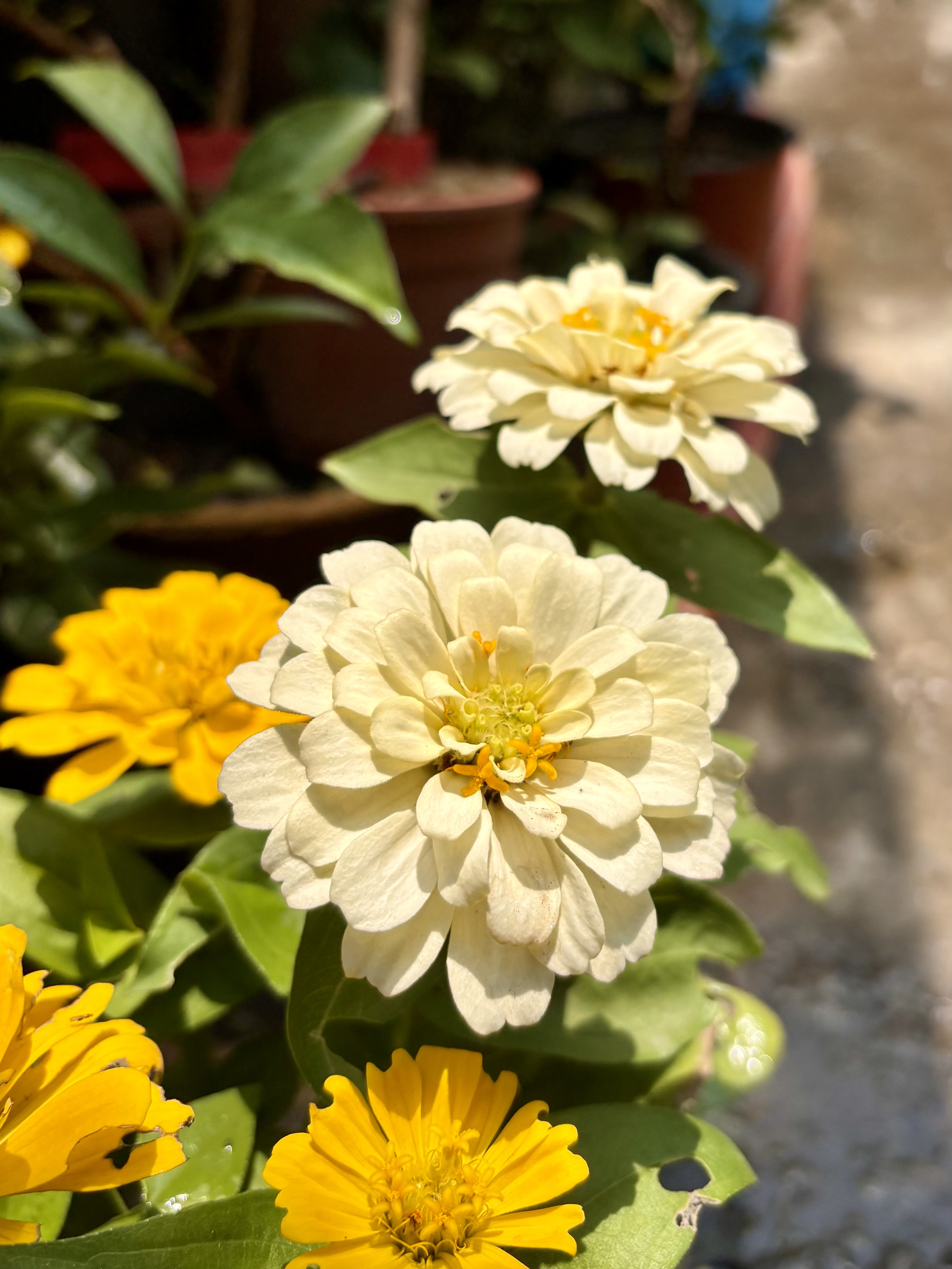 Yellow and cream zinnias bloom brightly under sunlight, surrounded by lush green leaves in a garden setting