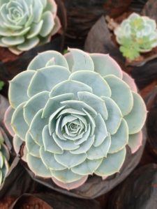 A close-up of a pale green succulent arranged flower in a rosette pattern.