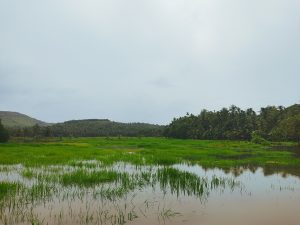 A serene landscape featuring lush green rice paddies reflecting in still water, surrounded by a mix of palm trees and hilly terrain under a cloudy sky.