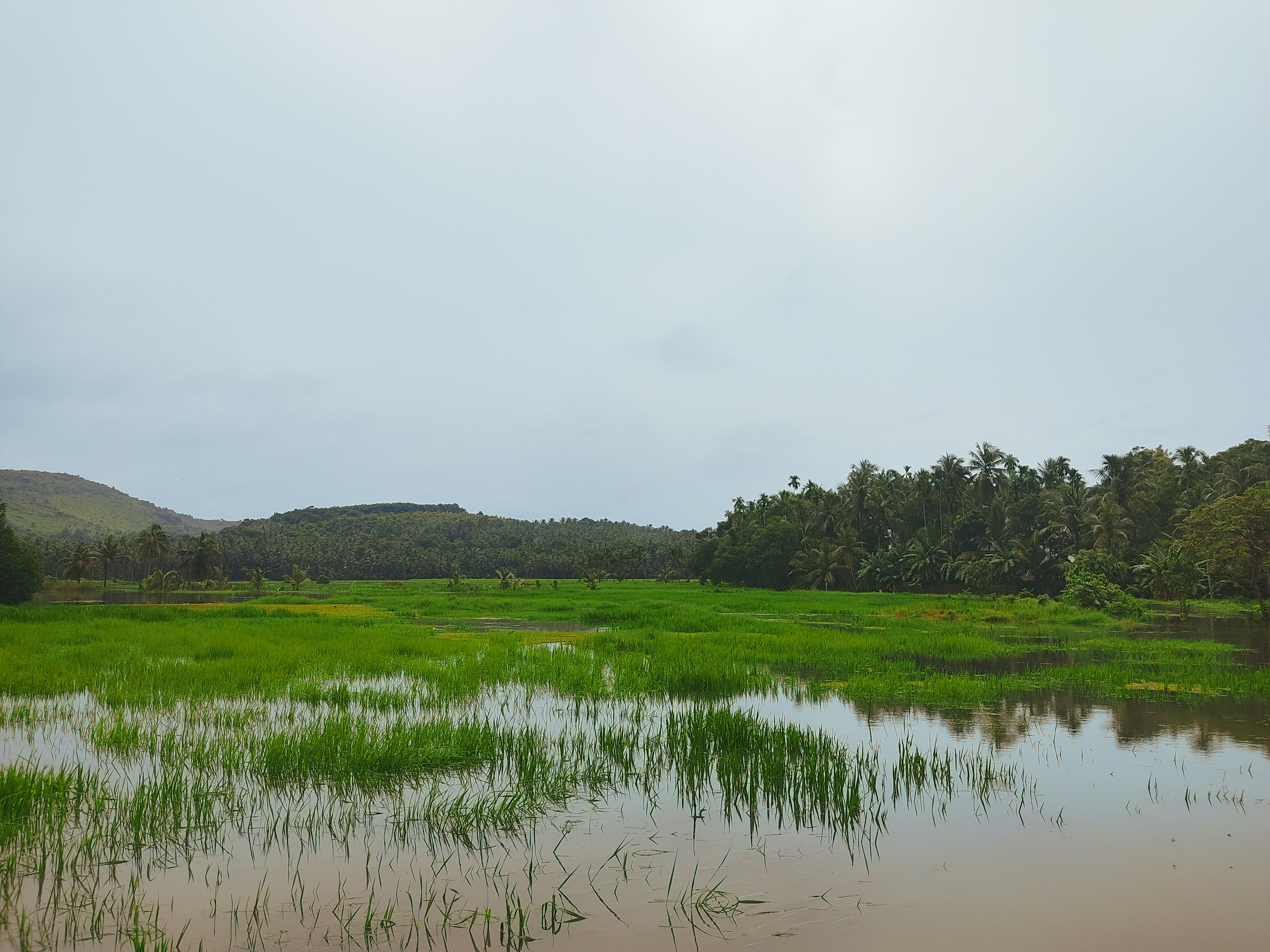 A serene landscape featuring lush green rice paddies reflecting in still water, surrounded by a mix of palm trees and hilly terrain under a cloudy sky.