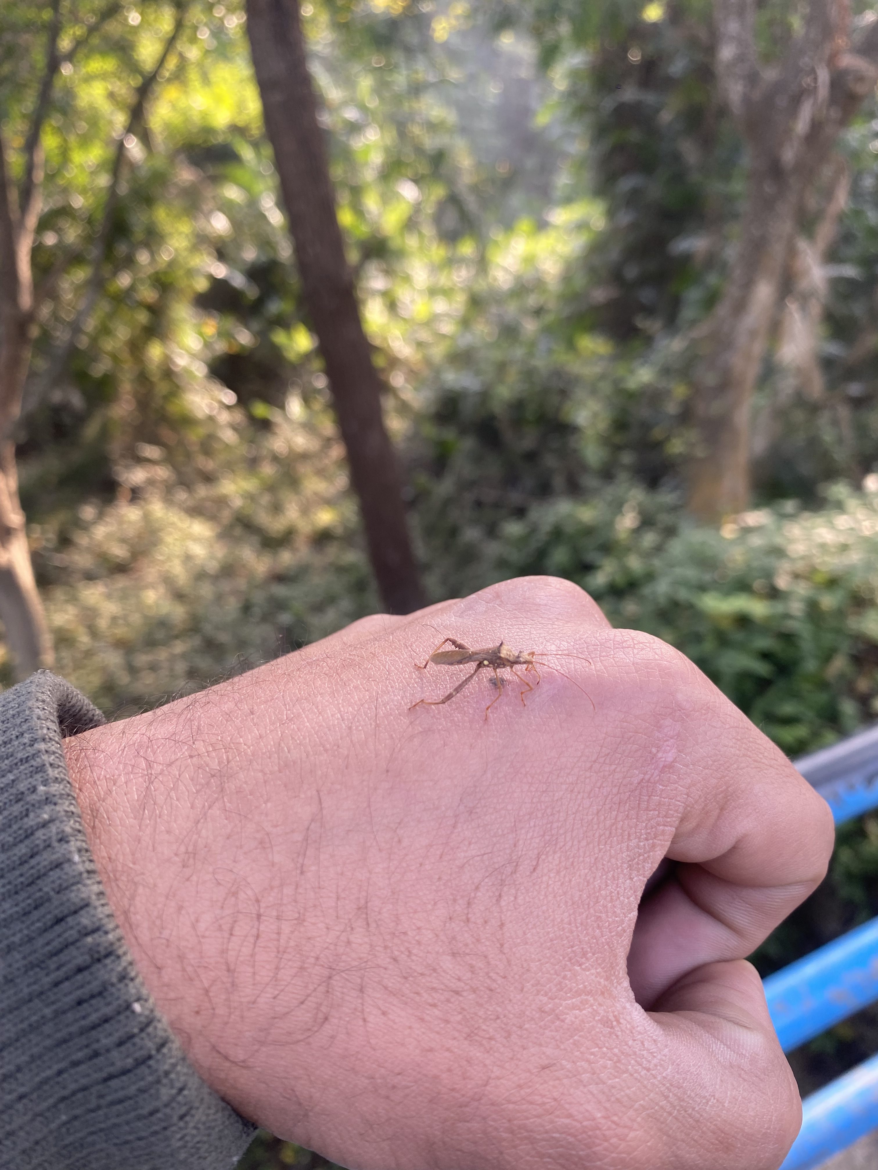 A small insect with delicate legs perched on a person’s hand in a sunlit forest, creating a serene nature-focused atmosphere.