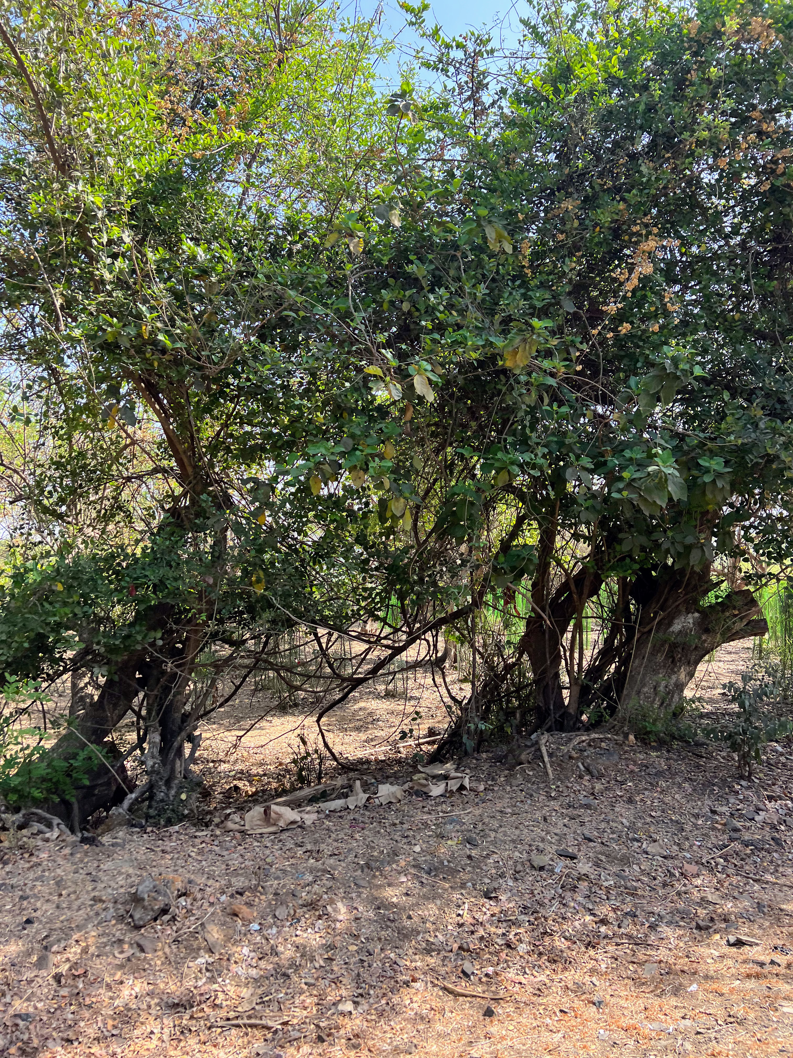 A large, dense green bush with thick, twisted trunks growing out of dry, rocky ground.