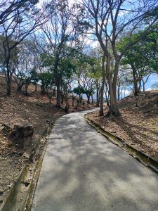 A serene, winding path flanked by bare trees and patches of sunlight. 
