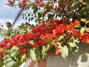 The bright red bougainvillea flowers fill the landscape with color and energy. Their delicate petals and green leaves create a warm and vibrant scene under the sunlight.
