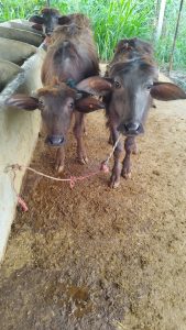 A group of domestic water buffalo calves standing together by a concrete feeding trough on a damp mud floor at an outdoor livestock farm. 