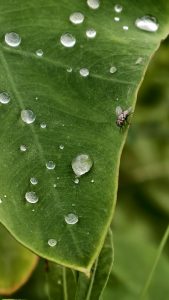 A large green leaf covered in shiny water droplets features a small grey fly on the edge, with a soft green background.