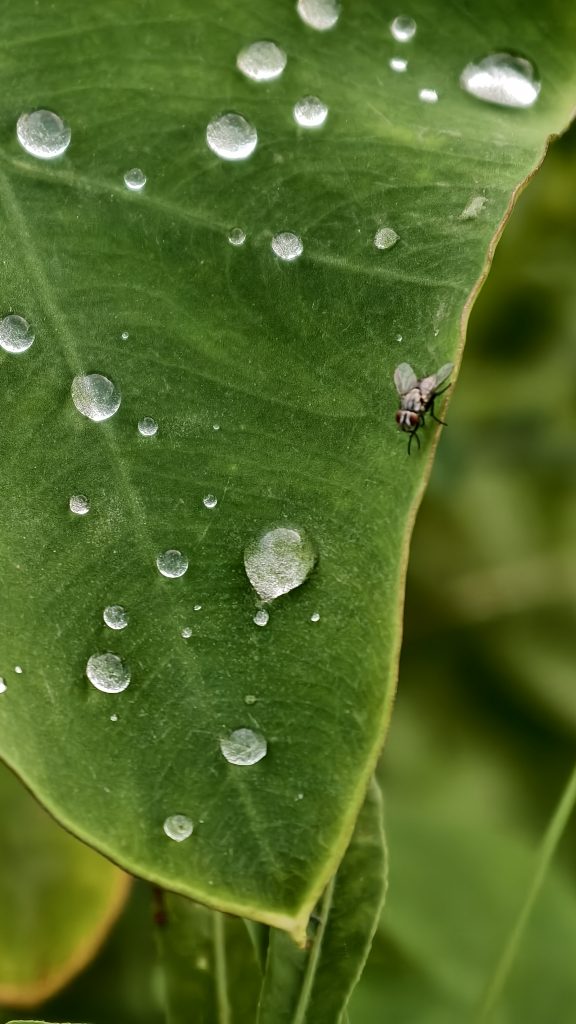 A large green leaf covered in shiny water droplets features a small grey fly on the edge, with a soft green background.