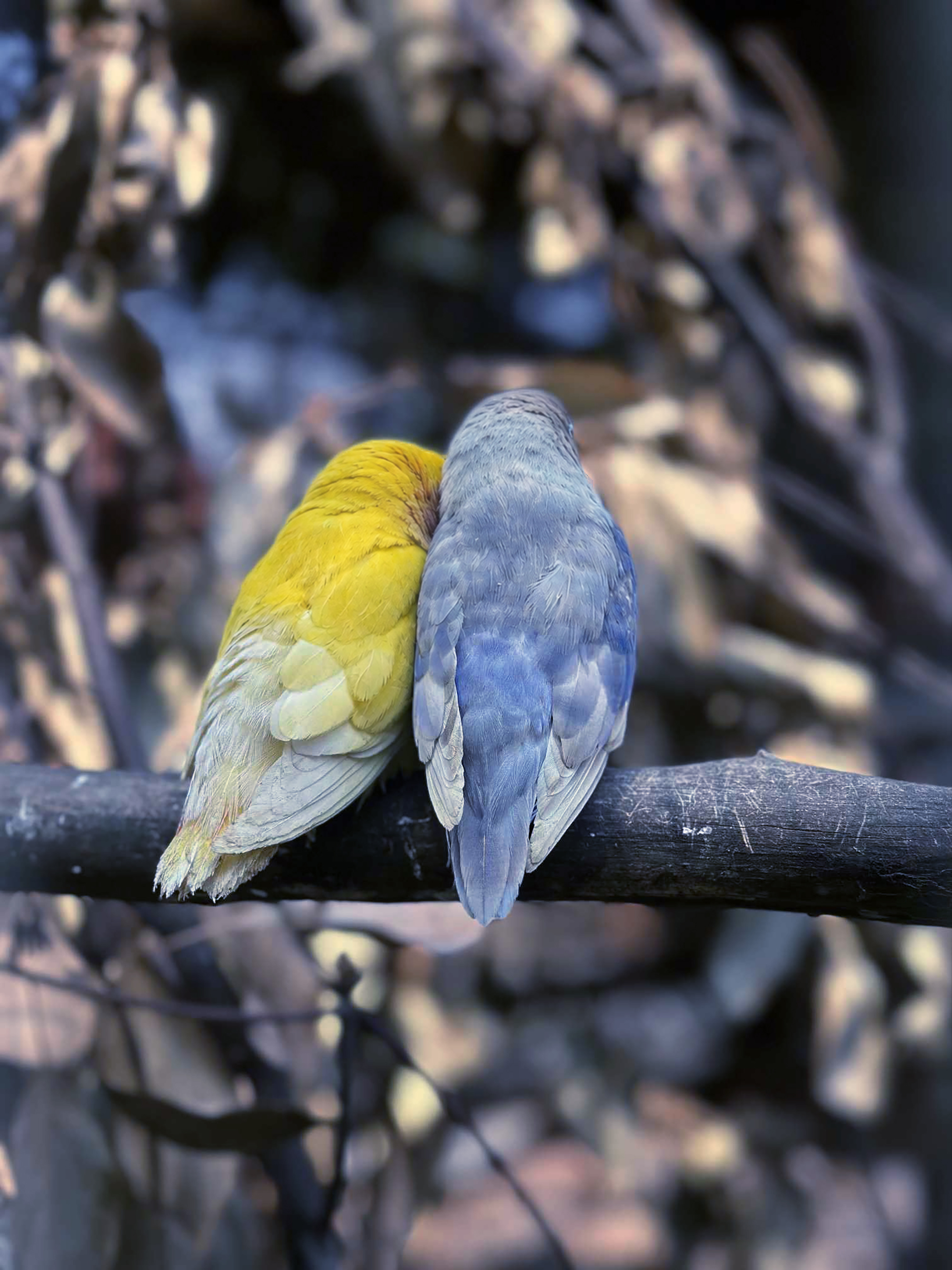 Two birds, one yellow and one pale blue, sit close together on a branch, surrounded by blurred foliage, conveying a sense of affection and tranquility.