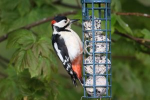 Greater Spotted Woodpecker feeding on seeded fat balls hanging in a Sycamore tree. Scottish Highlands.