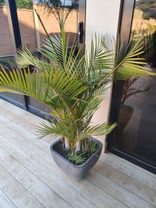 An elegant potted palm decorates the outdoor space with its green, graceful leaves, bringing a tropical and refreshing atmosphere beside the modern architecture.