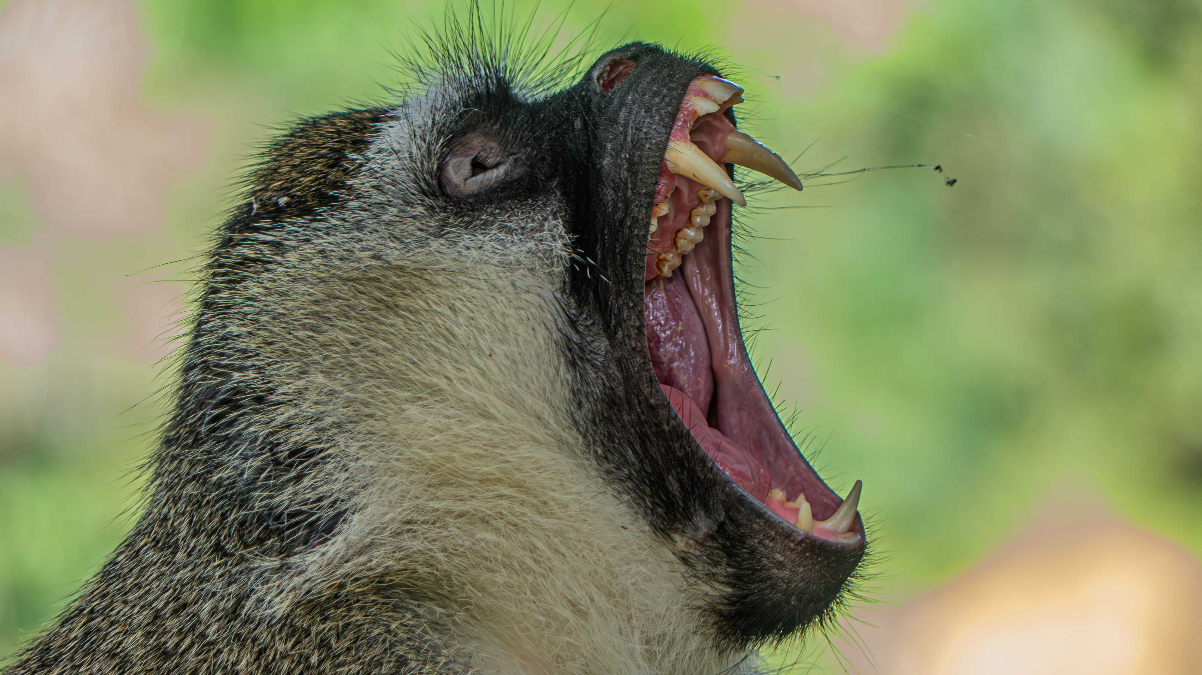 Side profile close-up of a vervet monkey yawning with its mouth wide open, exposing sharp teeth and fangs against a soft, blurred green background.