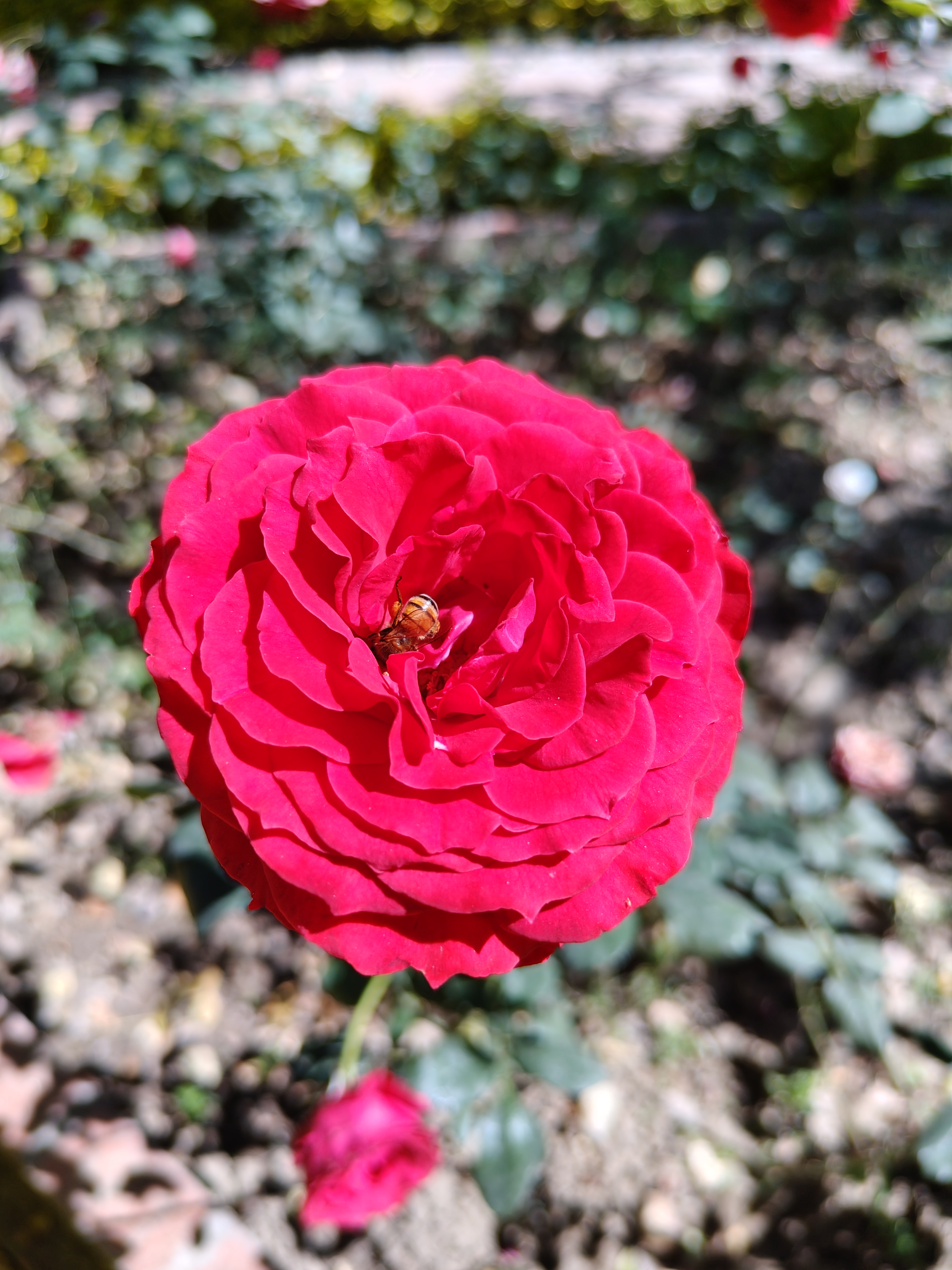 The red rose blooms elegantly under the sunlight, revealing layers of rich, velvety petals. At its center, a tiny insect adds a natural detail that fills the scene with life and delicacy.