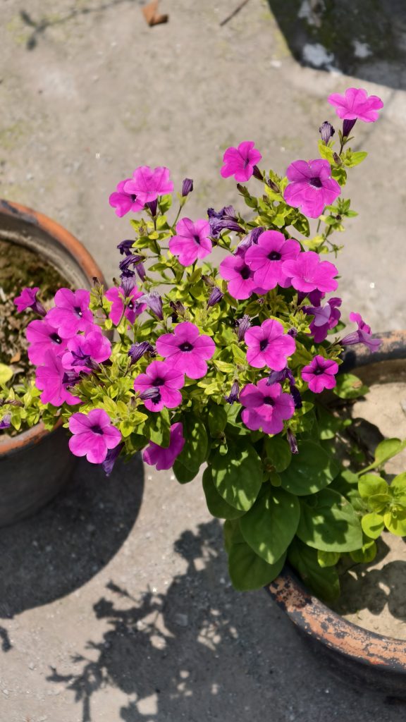 A potted plant overflowing with vibrant star-shaped purple and magenta flowers in full bloom, placed between terracotta pots on dusty ground, with a few blooms slightly wilted in sunlight.