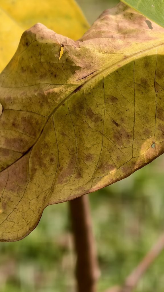 Extreme close-up of a dying yellow leaf covered in brown spots and patches, with detailed veins visible across the textured surface.