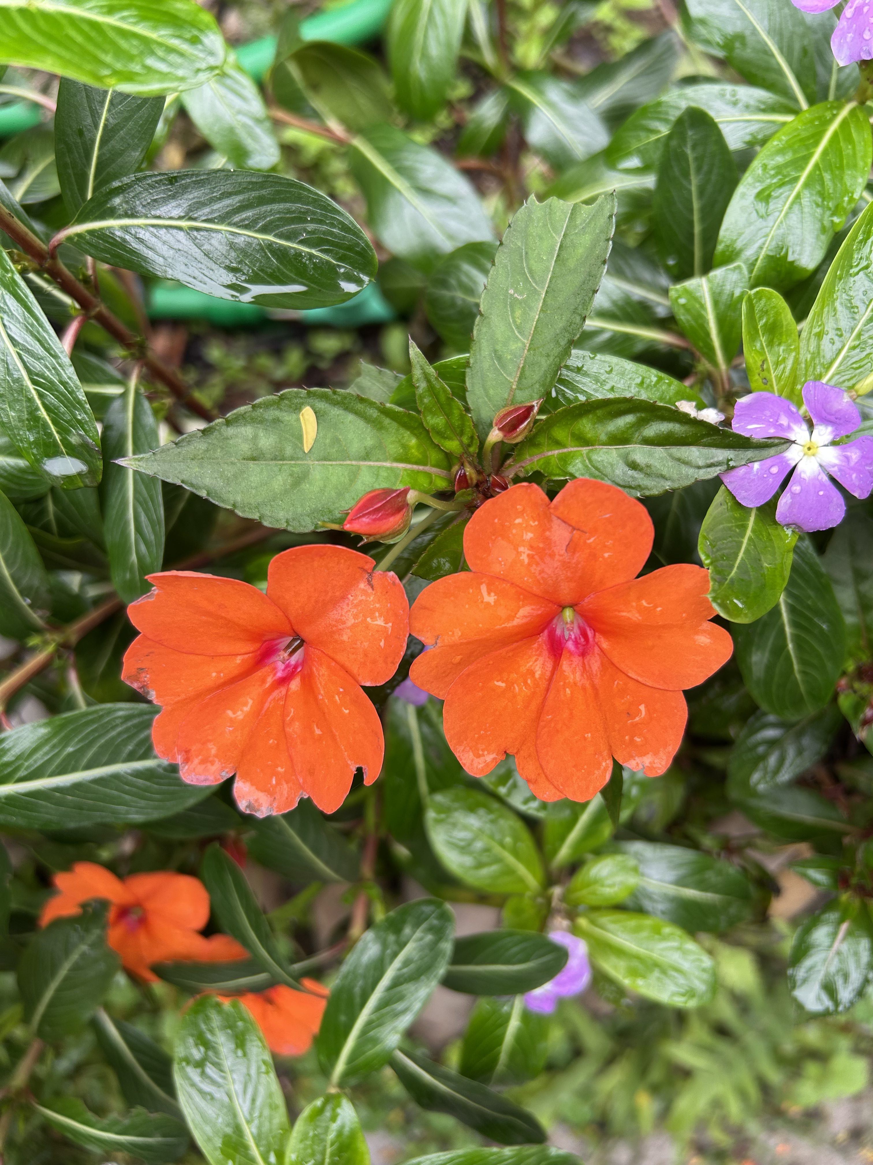 Vibrant orange flowers with raindrops are surrounded by glossy green leaves and a few small purple blooms, conveying a fresh.